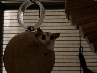 Sugar glider + bur sælges
