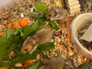 Guldhamster 