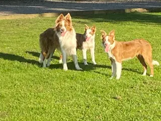 Border collie