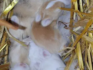 Mini Hermifluffer 🐰