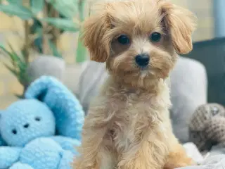 Maltipoo