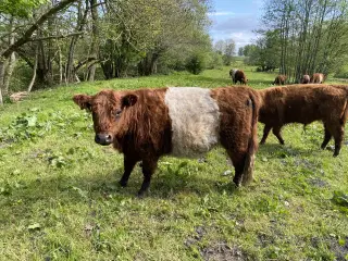 Galloway - drægtig kvie, ko og kviekalv + avlstyr