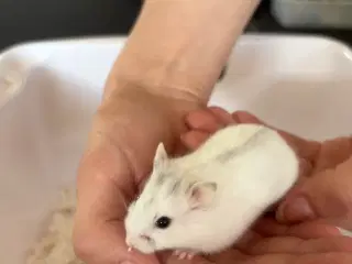 Hamsterunger - dværghamster
