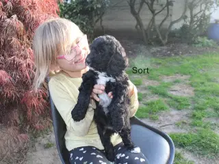 Sproodle/springerdoodle hvalpe