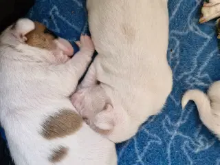 Dansk svensk gårdhunde
