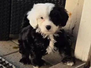 Hunde hvalp 