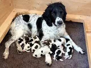 FT Springer Spaniel med stamtavle 