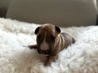 Miniature Bullterrier hvalpe