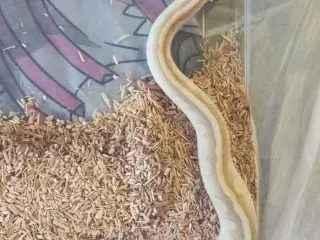 Konge python morpher 