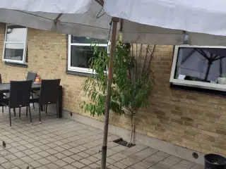 Parasol og Parasolfod 