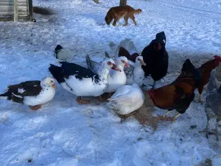 Moskusænder sælges