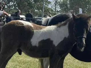 Shetlænder Hingst