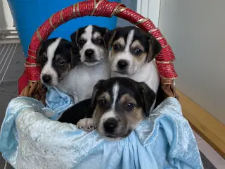 Dansk svensk Gårdhund hvalpe 