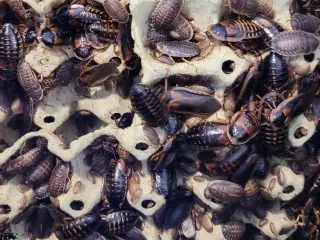Kakerlakker 