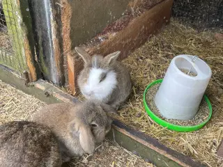 Søde og rolige kaninunger
