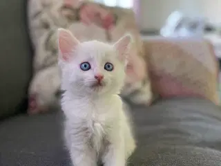 Tyrkisk angora blanding 