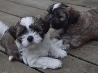 Skønne Lhasa apso hvalpe 