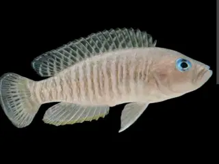 Neolamprologus Multifasciatus cichlider