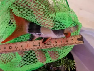 PRAGTSMERLING, 2stk på ca. 14cm.
