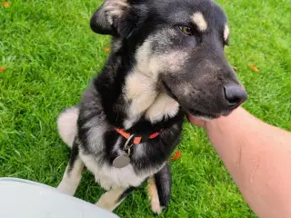 7 måneder gammel labrador blanding 