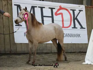 AMHA Miniature Hest