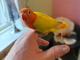 Håndopmadet Rødhovedet dværgpapegøjer 