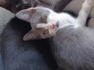 Søde kattekillinger 