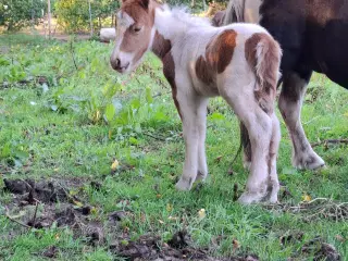 Broget Mini Shetlænder Føl