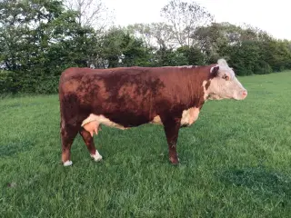 Hereford ko med tyrekalv