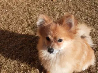 Pomeranian hvalp