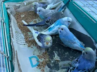 Undulatunger fløjet af reden 4. April