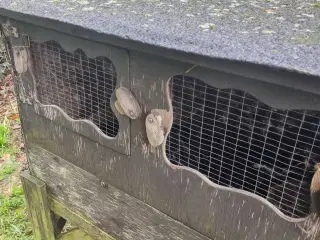 Udebur + kanin – kun 200 kr