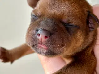 Staffordshire Bull Terrier DKK