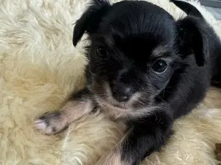 Chihuahua