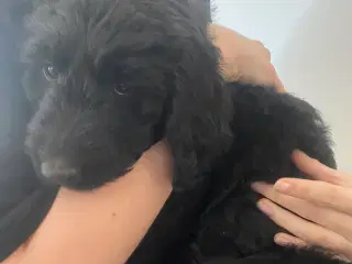 Doodle hvalpe søger nye hjem🐾🐾