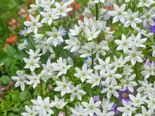 Hvid trillingelilje "Hyacinthina" løg. 