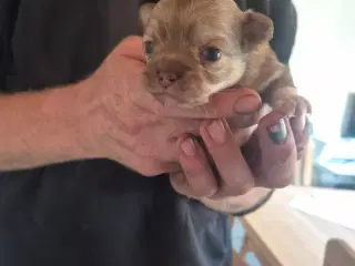 Chihuahua hvalpe