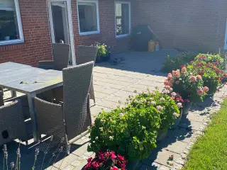 ca. 50 m2 Gratis 30 x 30 cm grå havefliser
