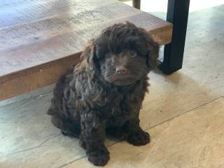 Shihpoo babyer 