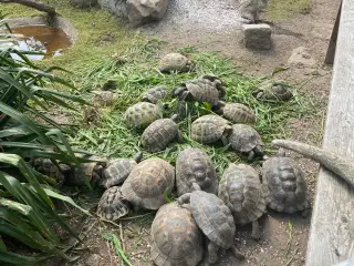Landskildpadde søger hjem