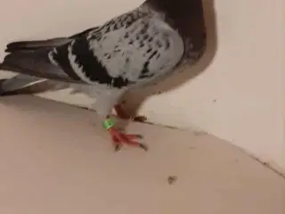 2 brevduer unger er klar efter par nr 12