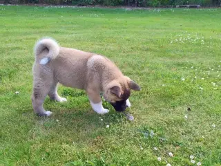 Hundehvalpe Akita ,kom med et relistisk bud 