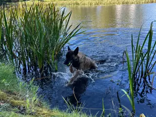 Hund modtages til sidste hjem