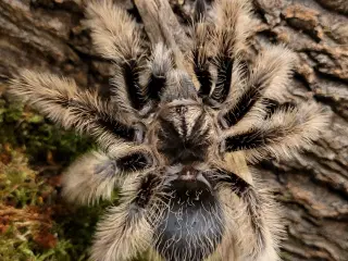 Fugleedderkop Tliltocatl albopilosus 