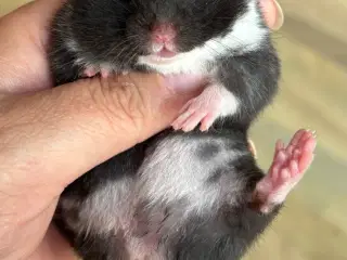 Guldhamster unger M/stamtavle