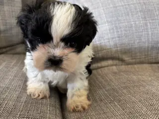 Shih tzu hvalp