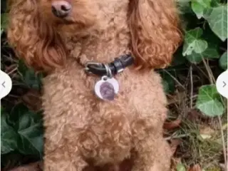 Labradoodle F1bb mini.