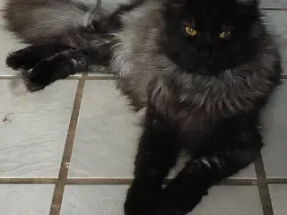 Dexter tilbyder Parring