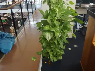 2 stk. planter