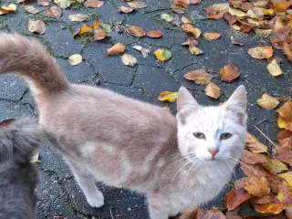 Killinger søger nyt hjem.